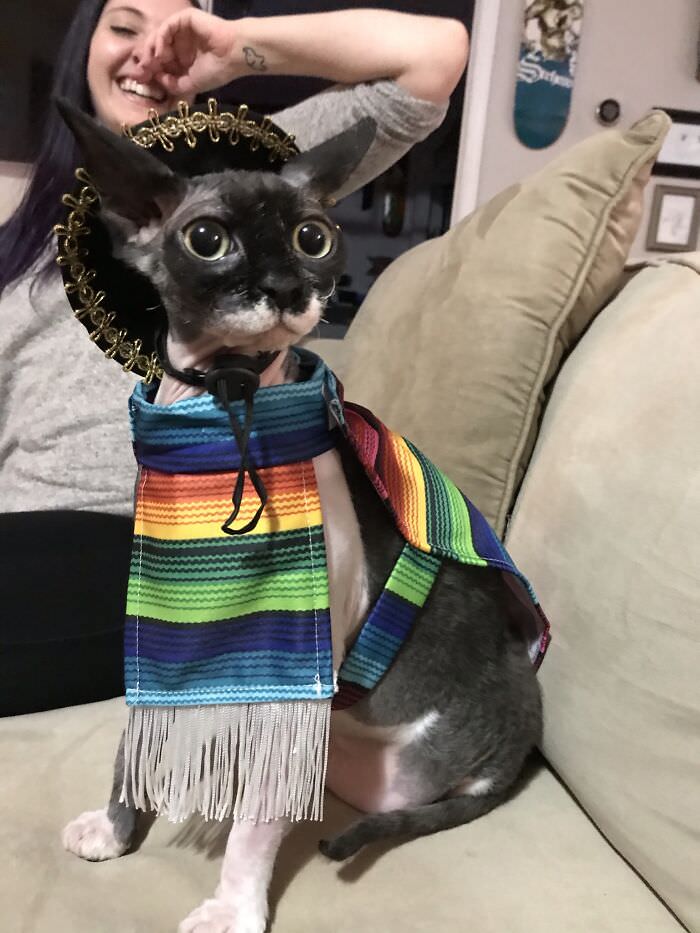 A friend got our cat a tiny poncho and sombrero for Christmas, and I can't handle it.