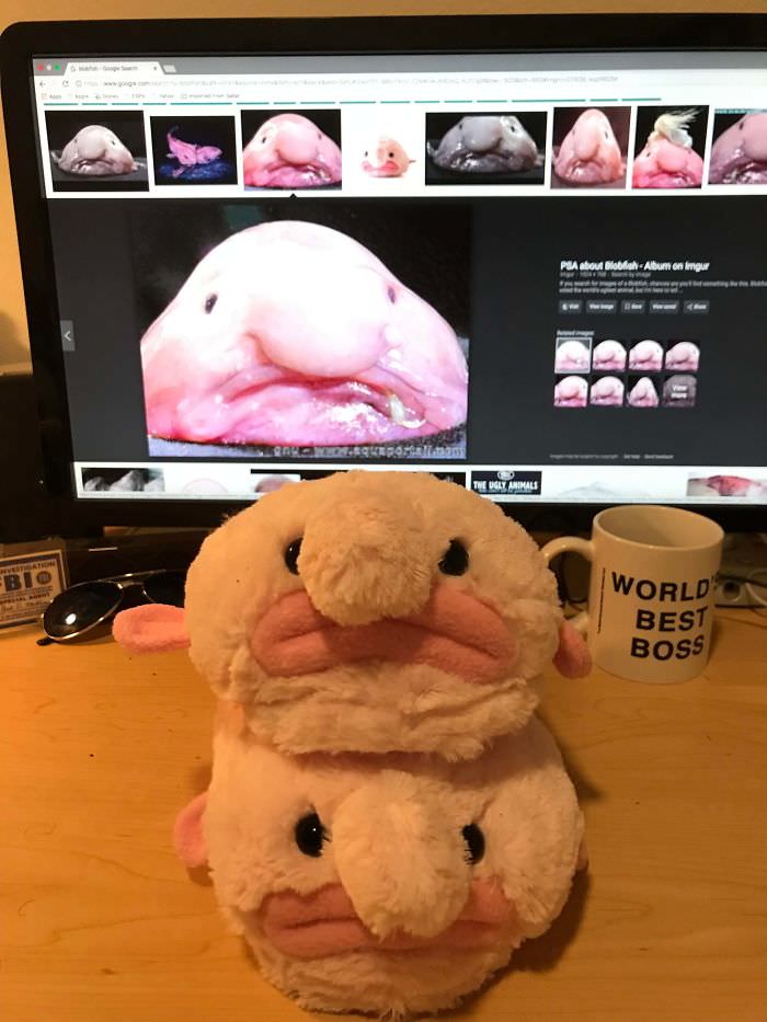 I’m a marine biology student, and my cousins saw it fit to give me blobfish slippers for Christmas. I thought you all deserved to know about them.
