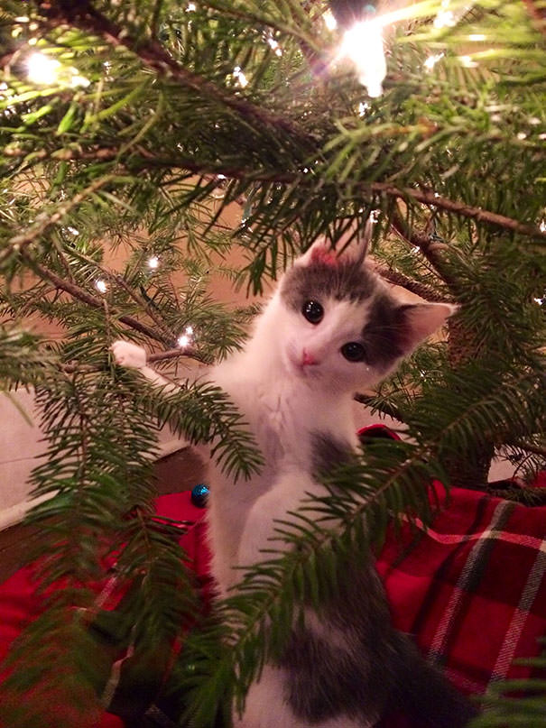 Not sure about this whole tree thing.