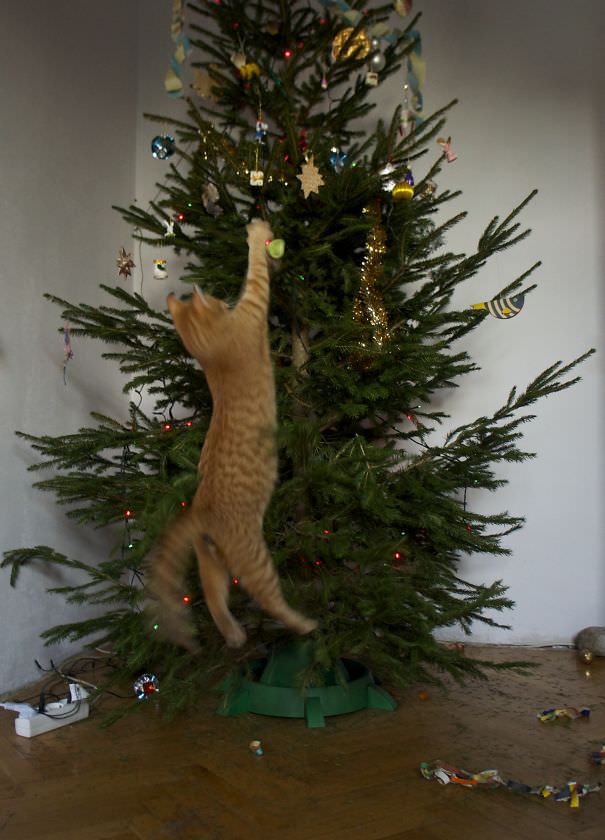 Undressing the Christmas tree.
