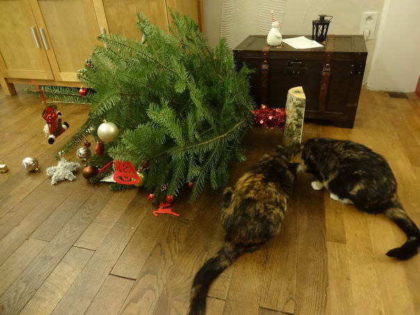 Oh! Christmas tree, are you ok?