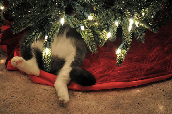 Cat under Christmas tree.