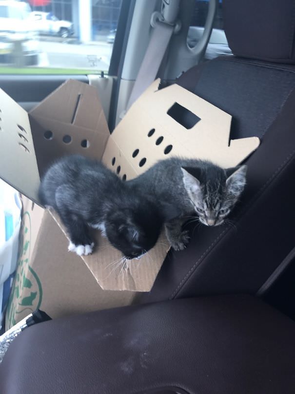 Wanted to surprise the wife with a cat, but I couldn't split these guys up. Meet Gus and Deets.