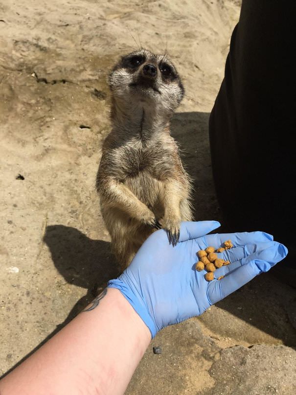My boyfriend got me a meerkat experience for my birthday, here's a pic I took of one whilst it was eating out of my hand.