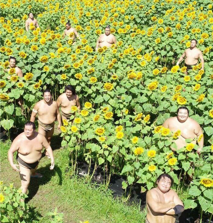 Sumo wrestlers in sunflower field.