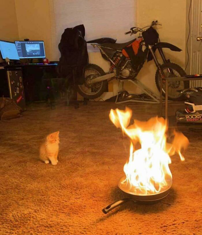 Cats just want to watch the world burn.