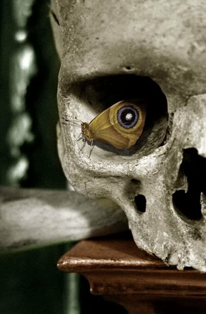 This butterfly in a skull formed an eye pattern.