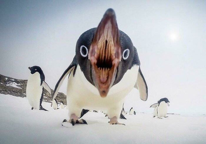 Inside of a penguin's mouth.