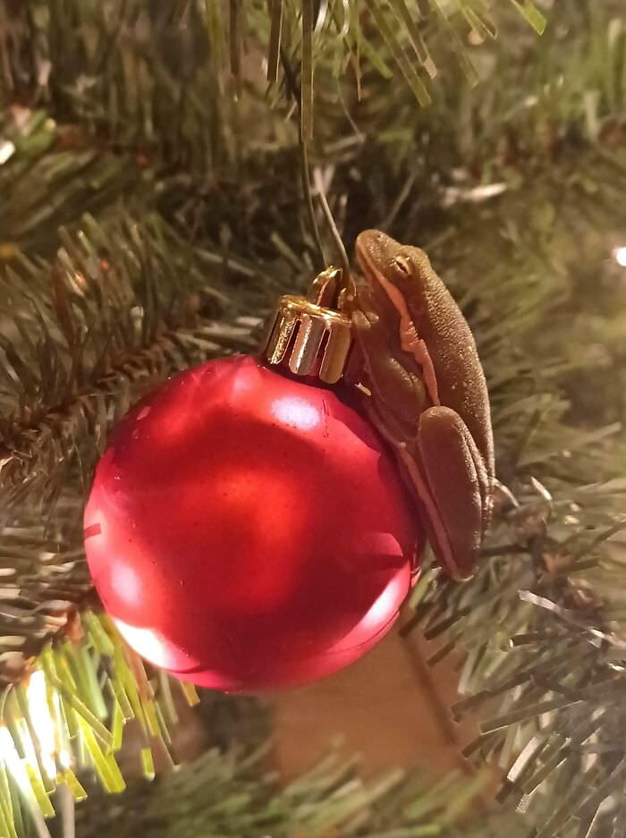 Found this festive little guy on my outside Christmas tree.