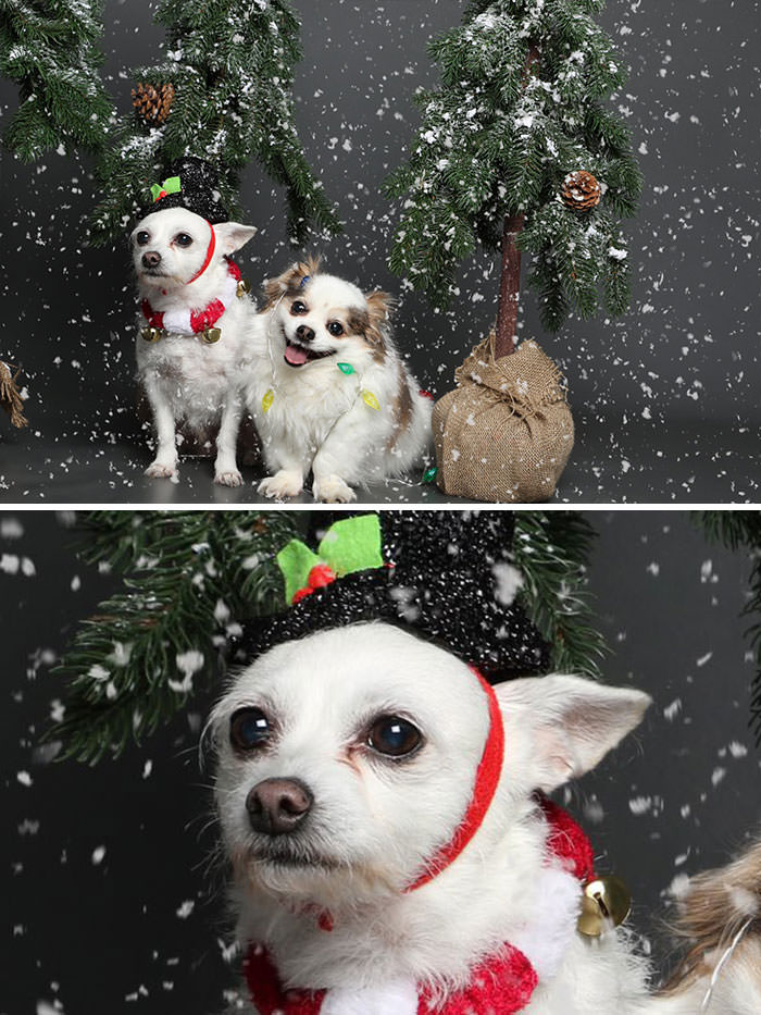 Took my dogs to take their yearly Christmas photos. It's really hard when you have one super photogenic dog and one dog having an existential crisis.