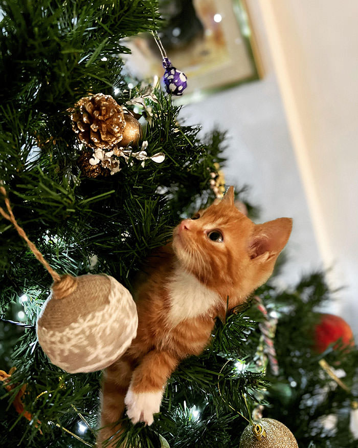 Meet the new addition to the family, Chester. He makes a wonderful Christmas tree decoration.