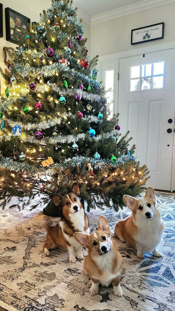 Merry Christmas from the head tilt triplets.