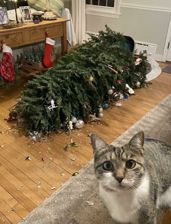 Cats and glass ornaments don't mix.
