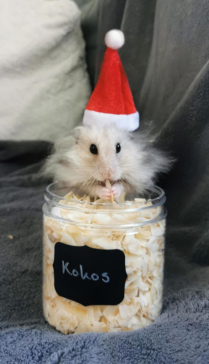 Alfons showing his coconut flake stash while practicing for the Christmas photos.