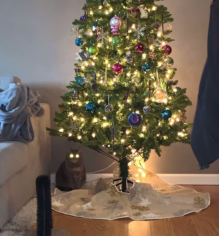 My cat and my tree are both plugged in and ready for Christmas.
