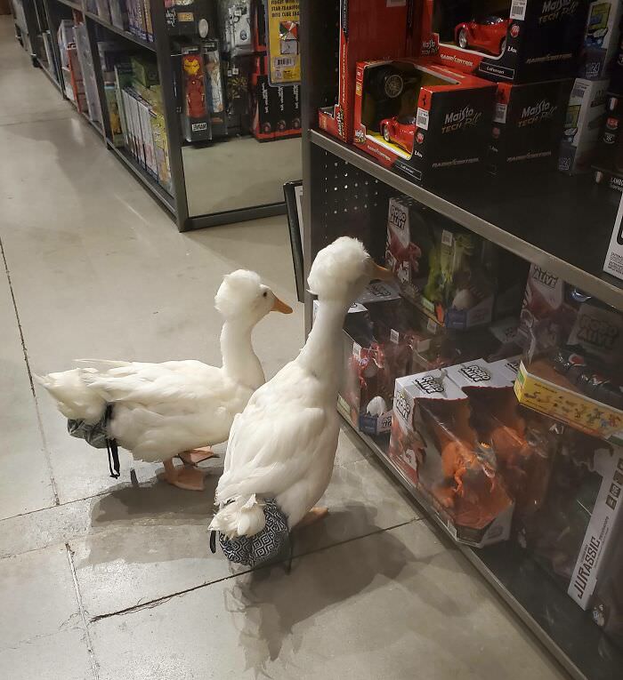 I took my pet ducks to Mind Games (they love browsing stores). They stopped and stared at this toy for several minutes. I think I know what they want for Christmas.