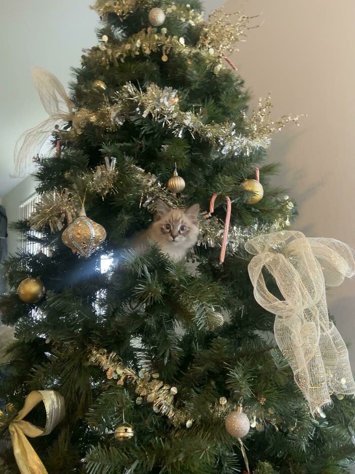 My boyfriend and I noticed a new ornament in the tree.