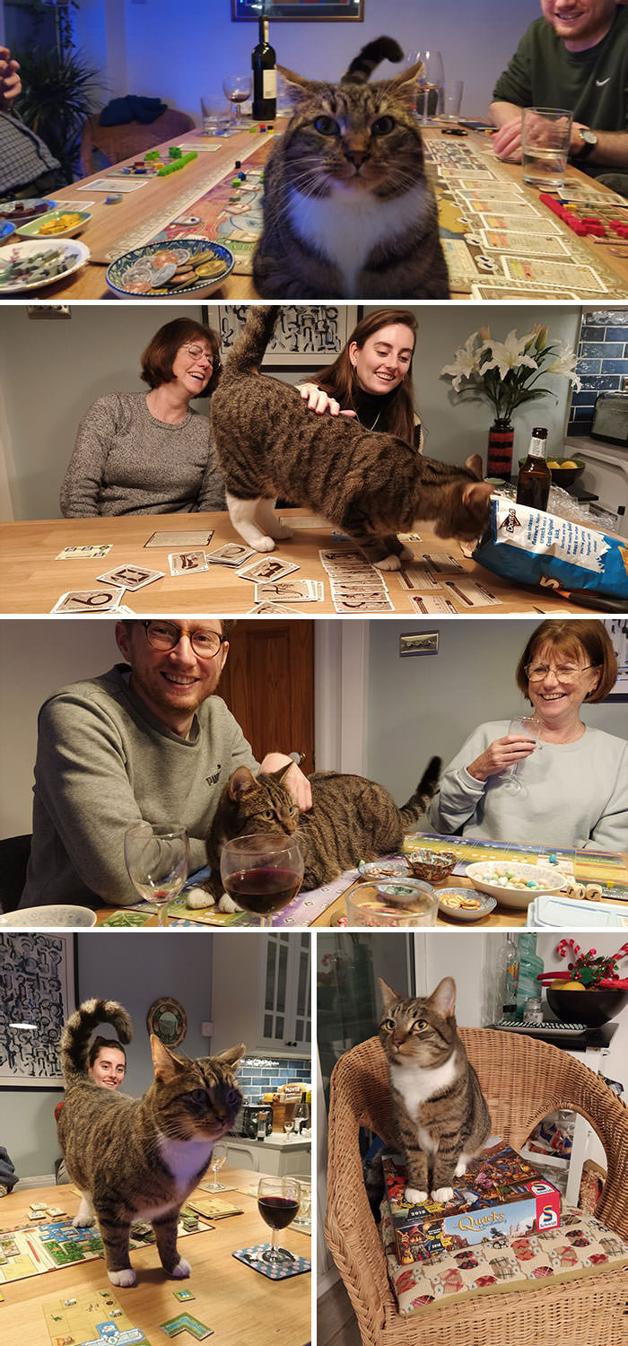 My parents' cat interrupted board games over Christmas. He just likes to be involved.