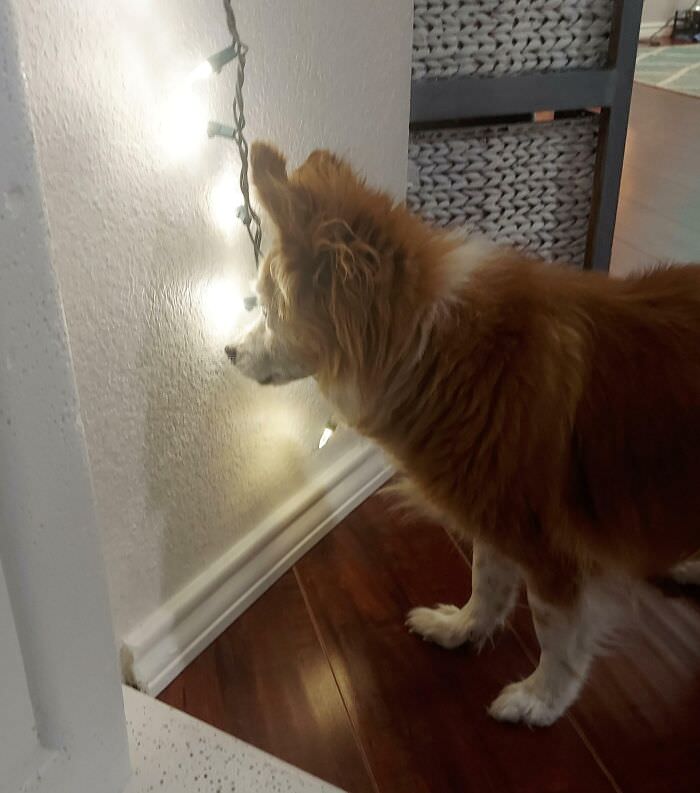 My blind 18-year-old dog clearly loves the new Christmas lights.