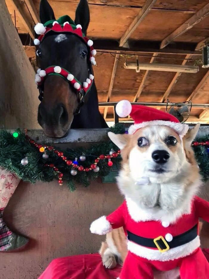 My coworker's dog does not like the annual Christmas photo.