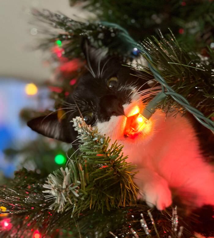 My GF set up the Christmas tree. It’s our cats' first Christmas.