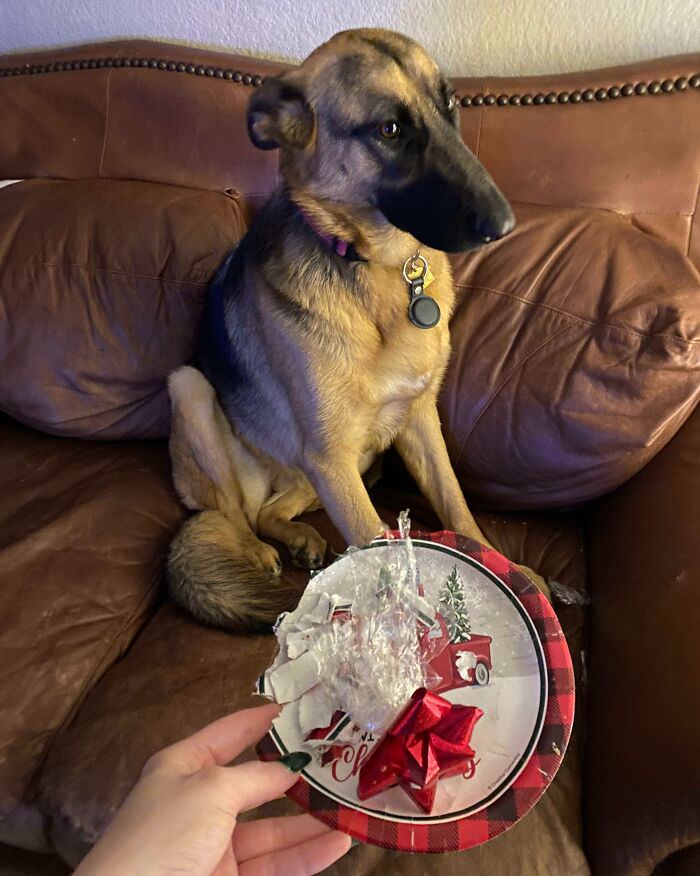 Ciri has absolutely no idea who ate the Christmas cookies while we were out shopping. She’s so mad she can’t even look at the plate.