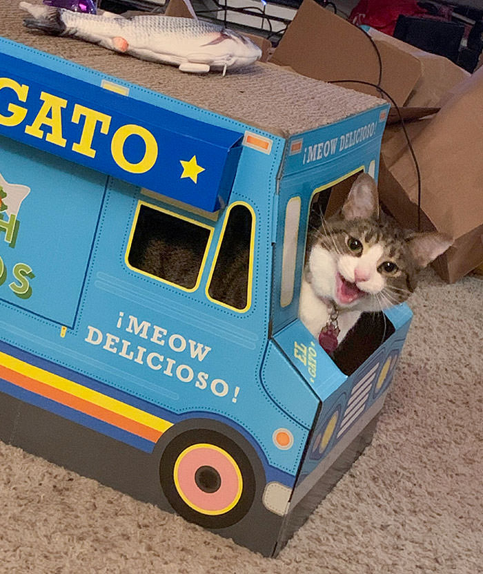 We got the cat a cardboard scratchy taco truck for Christmas. I think she likes it.