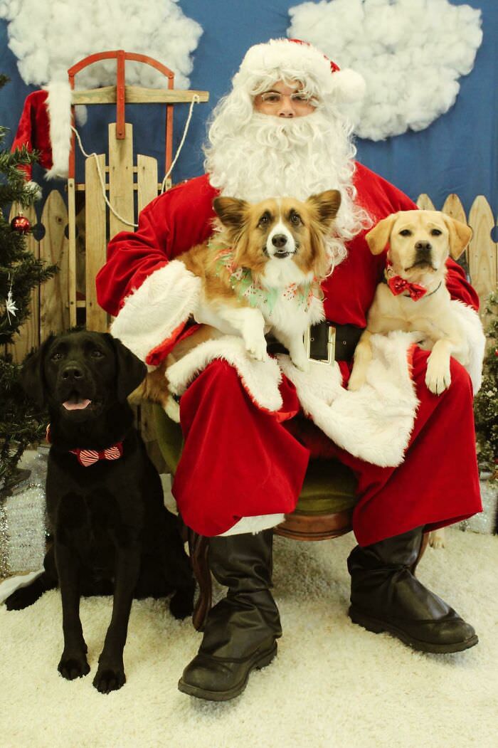 Thought you all would appreciate my pups' Christmas photo.
