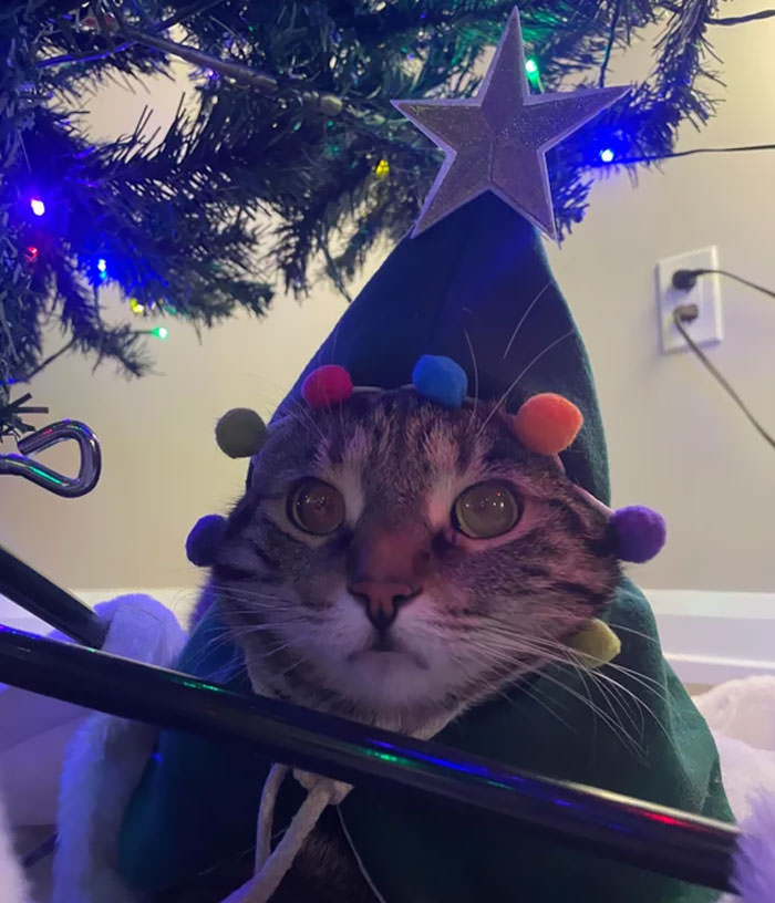 My building is having pet photos with Santa - this is her costume.