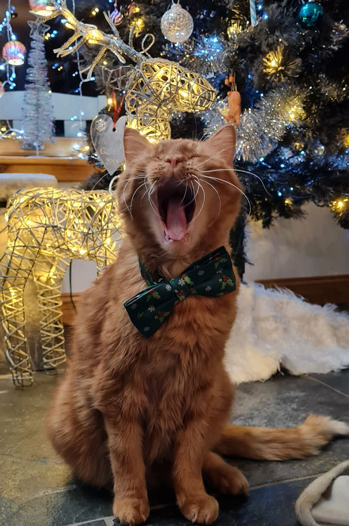 His Majesty Sir Talis singing under the Christmas tree.