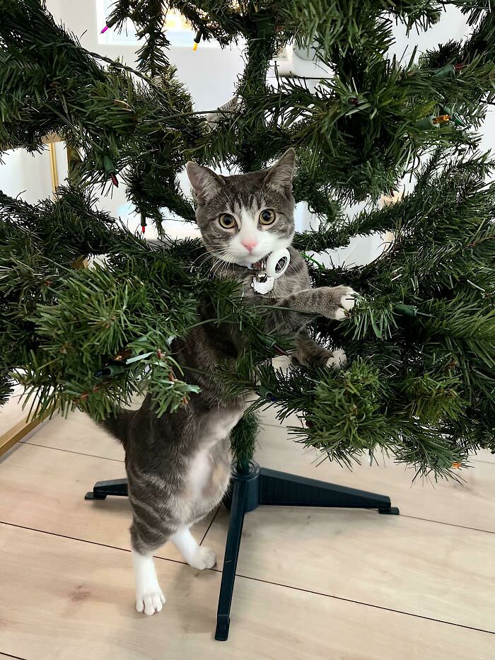 First year with a cat = first year with no Christmas tree, totally worth it.