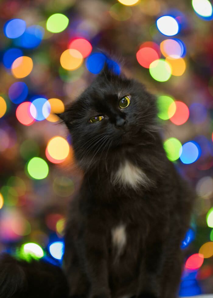 Cat Christmas tree portrait.