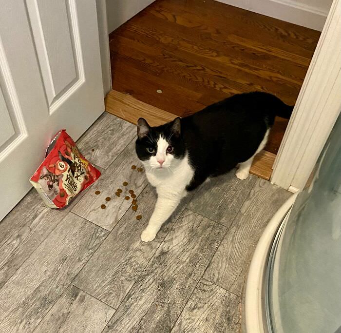 I wouldn’t get up at 6:00 AM on Christmas Day to feed him, so he dragged this bag of treats into the bathroom and tore it open.
