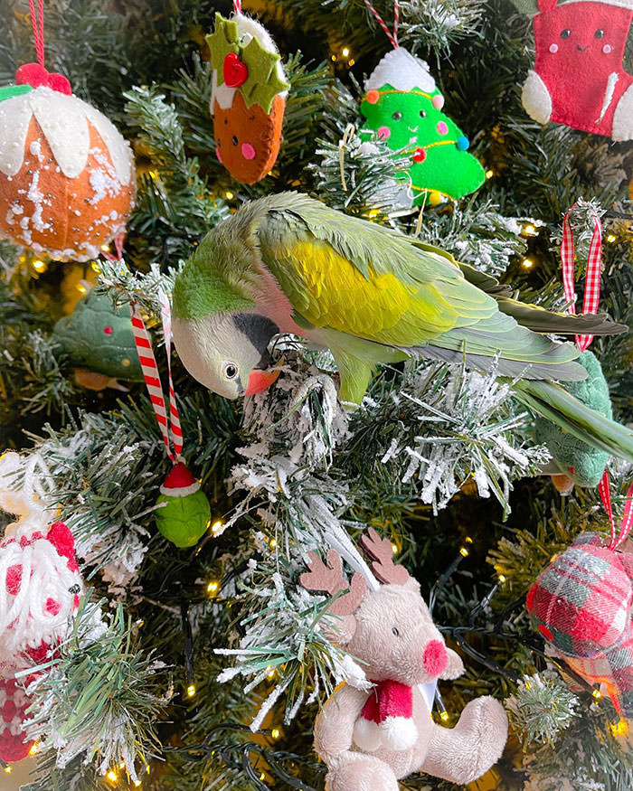 My new Christmas tree decoration. A Christmas bird.