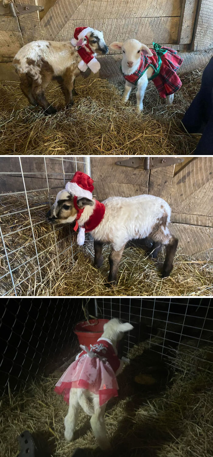 Meet my little lambs born just before Christmas this past year, Holly and Leroy. (Named obviously for the winter holly berry and our Leroy the redneck reindeer.)