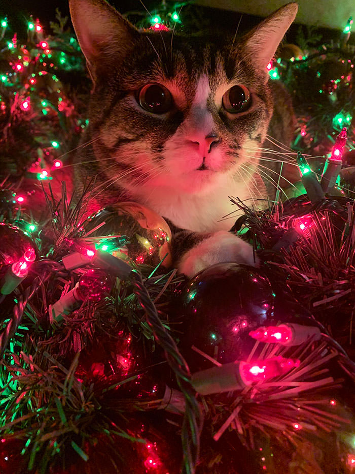 My Simba always loved destroying our Christmas tree. I will forever miss the chaos he brought to our holidays.