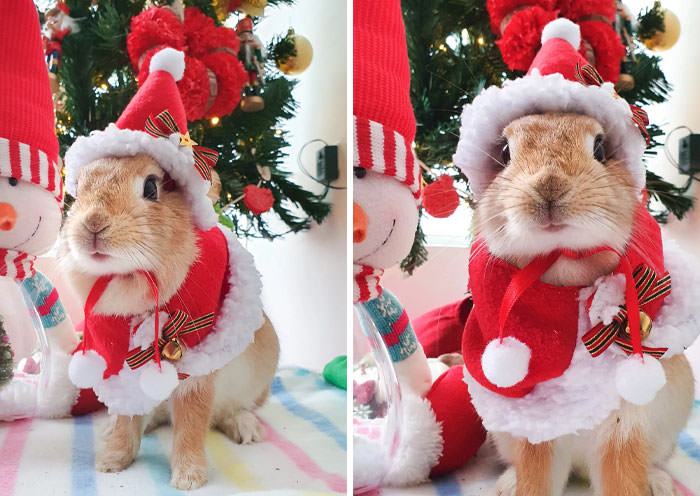 Baby Mochi and her little Christmas outfit.