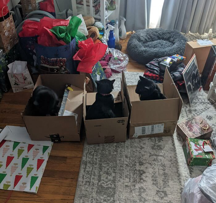 Cats being cats on Christmas morning.