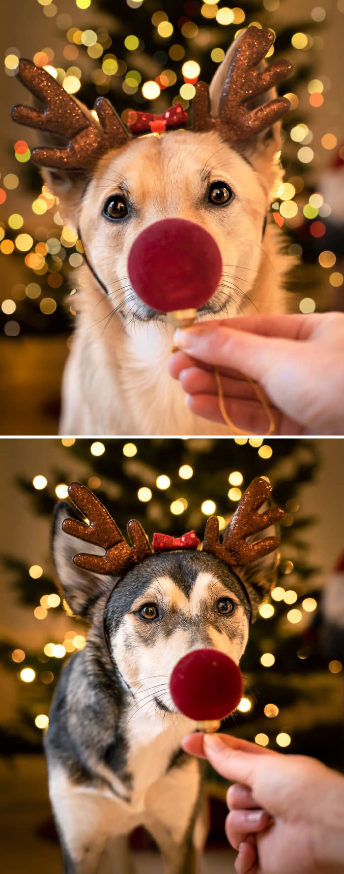 It's Sarek the red-nosed reindeer.