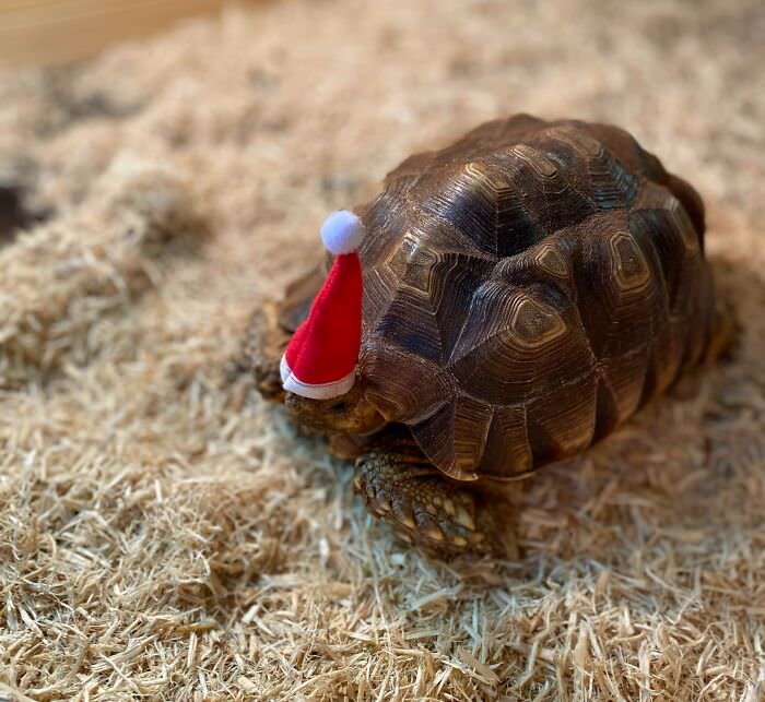 If your presents arrived late, it’s because Santa’s helpers are a little slower than normal.