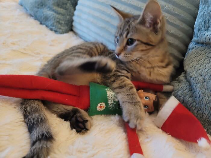 Kitty has located the elf.