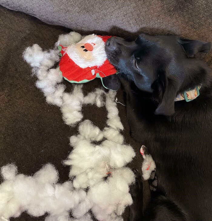 Christmas morning - Doggo rips out Santa's innards then falls asleep on his limp corpse. No remorse.