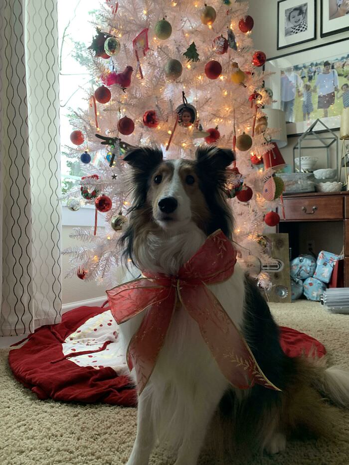 My mom's doggo Maggie sitting pretty for a Christmas pic.