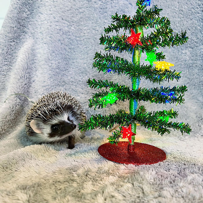 What do you think Sif is hoping to find under the tree this Christmas? My guess would be mealworms.