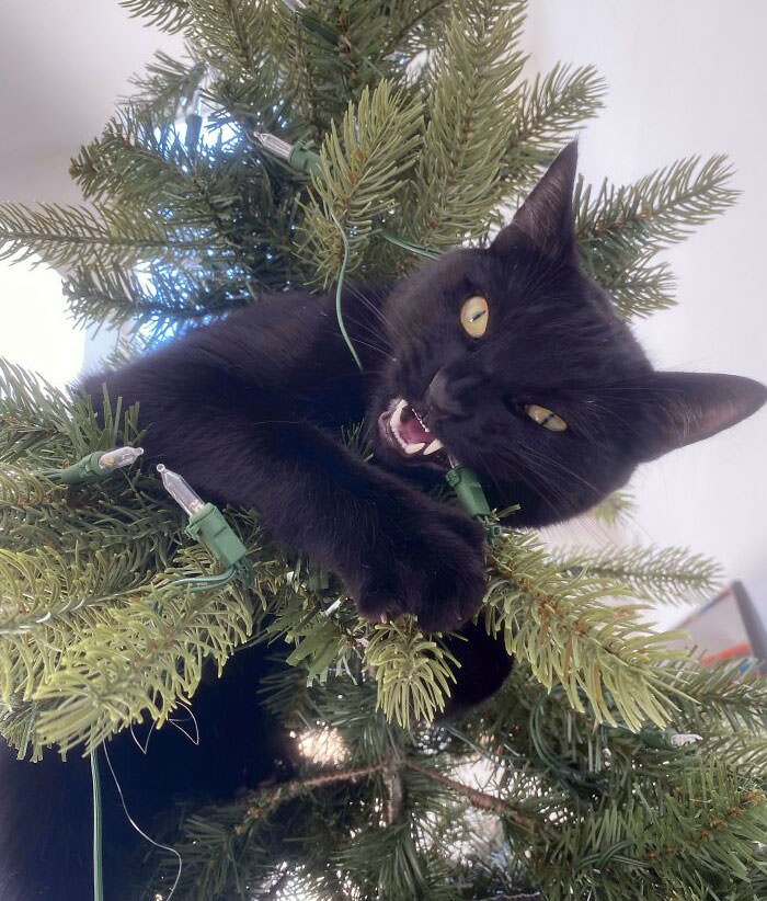My cat has declared a war on Christmas.
