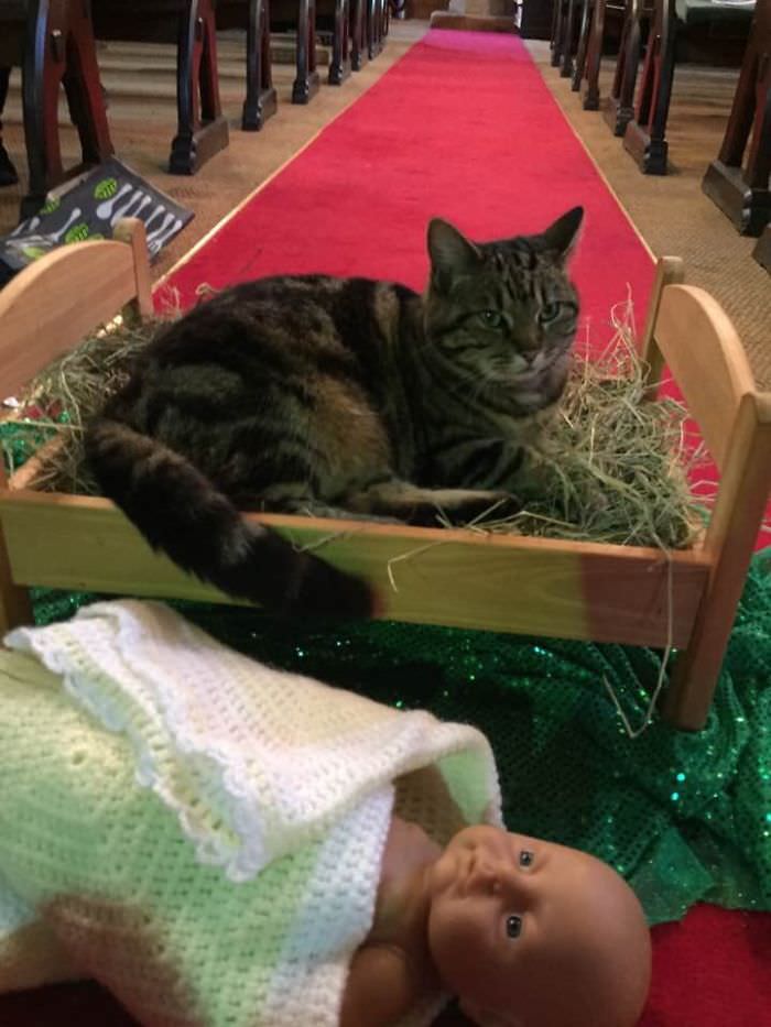 At my friend's church, the church cat has evicted the Baby Jesus from the manger.