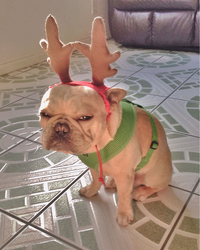 Not everyone is as excited about Christmas.