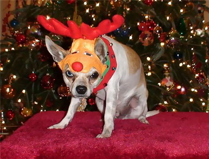 Rudolph, the pissed-off Chihuahua.