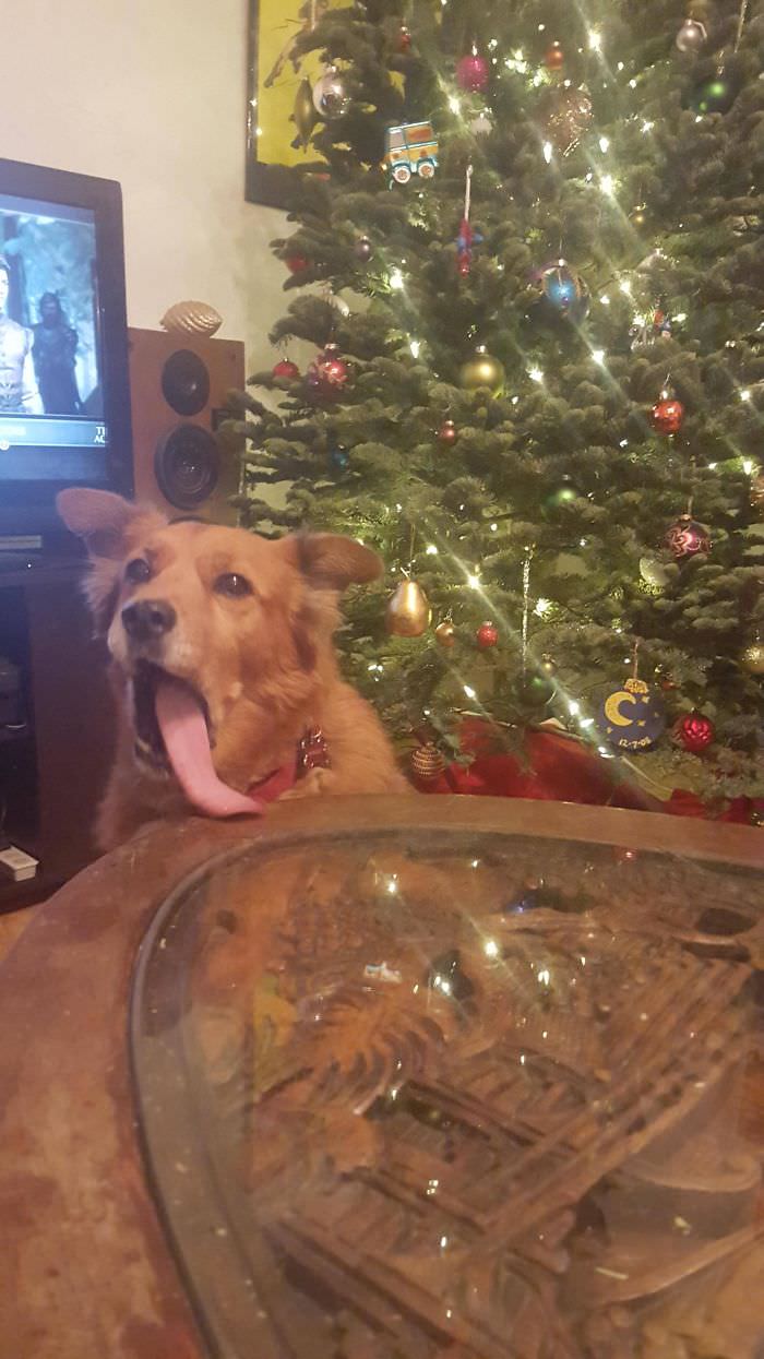 My attempt at a cute Christmas picture of my 13-year-old Chow mix, Samwise.