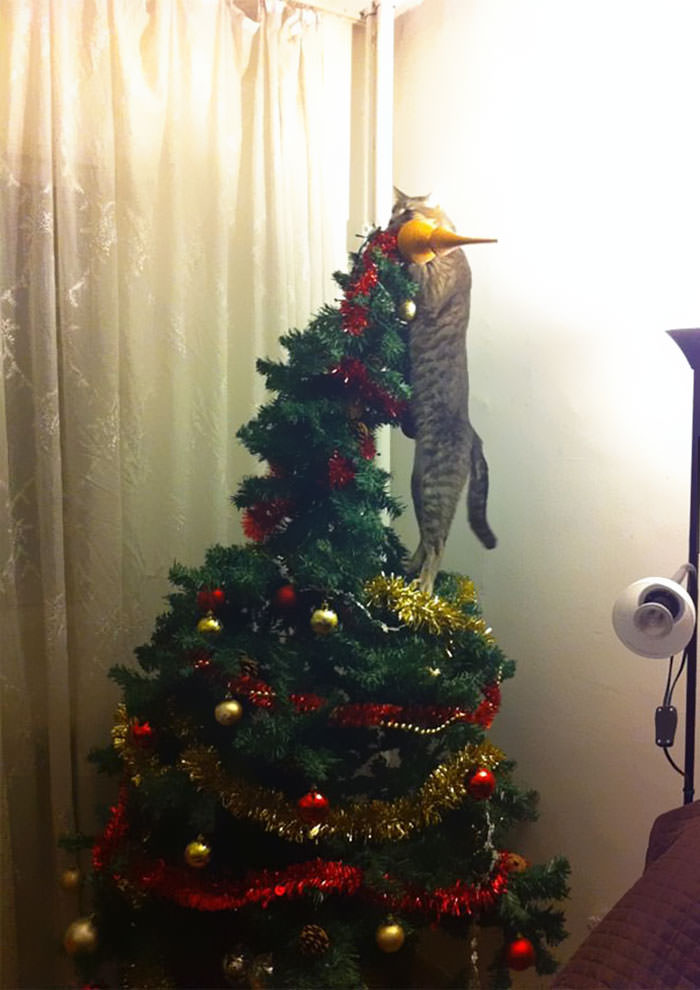 So this cat helped with the Christmas decorations.